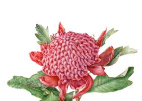 Waratah